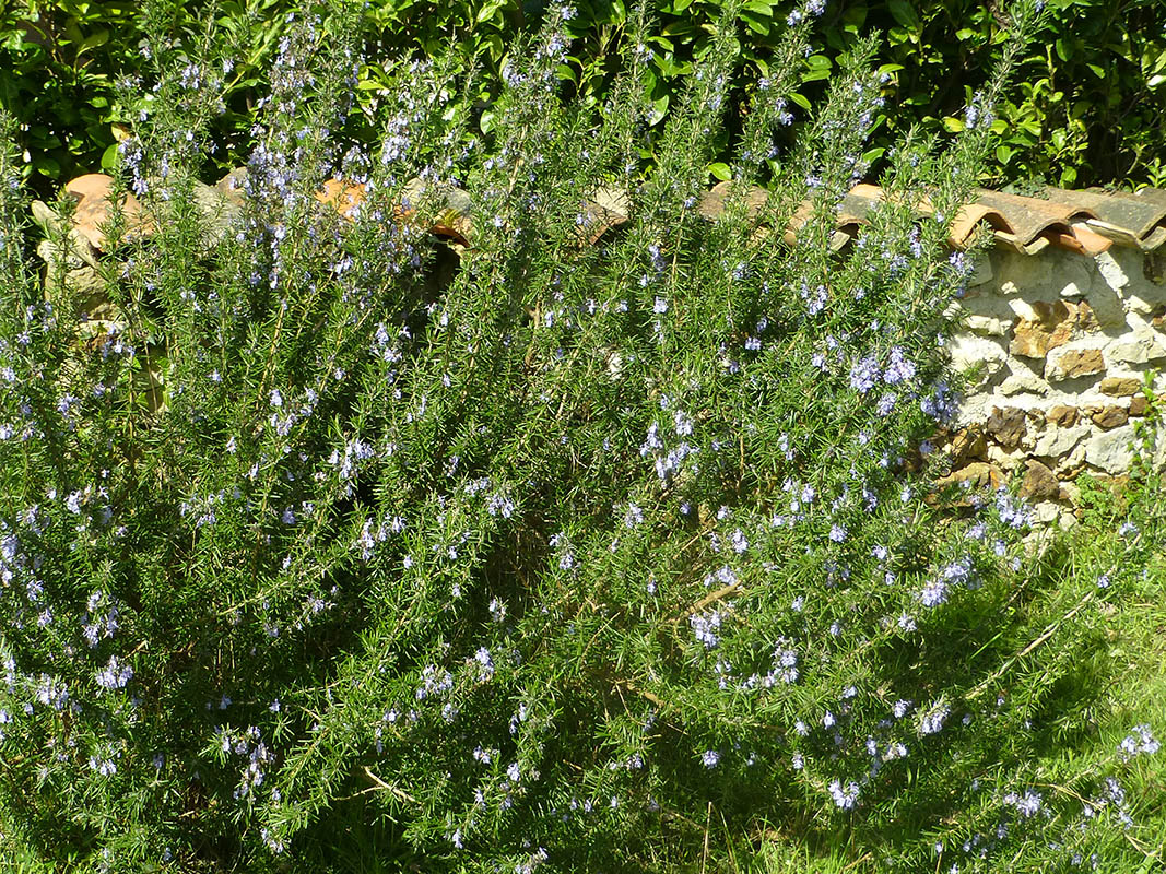 Salvia rosmarinus